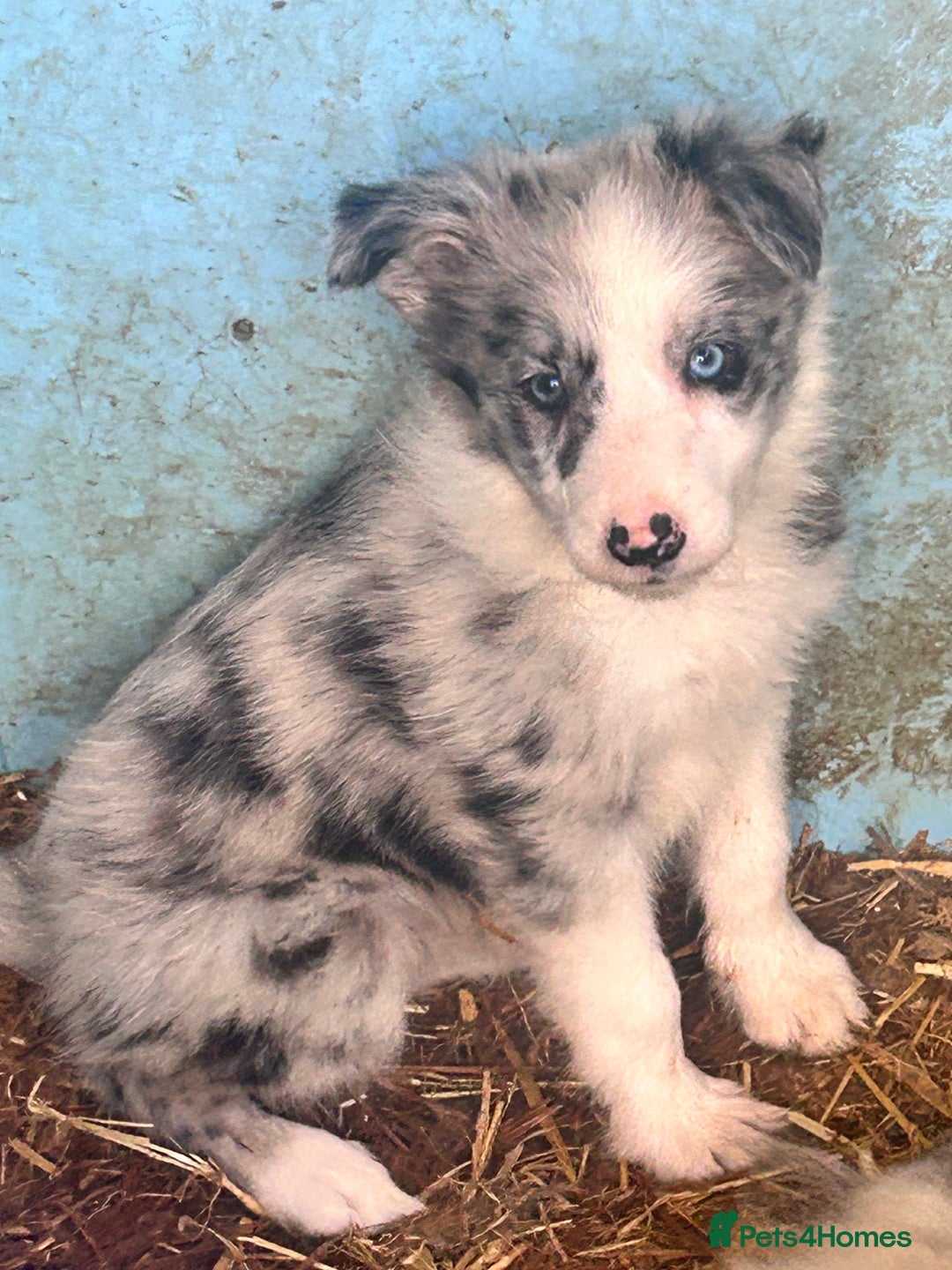 Border Collie dogs for sale: 3 beautiful border collie pups  - Image 18