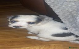 Cockapoo dogs for sale: F2 Cockapoo pups  - Image 26