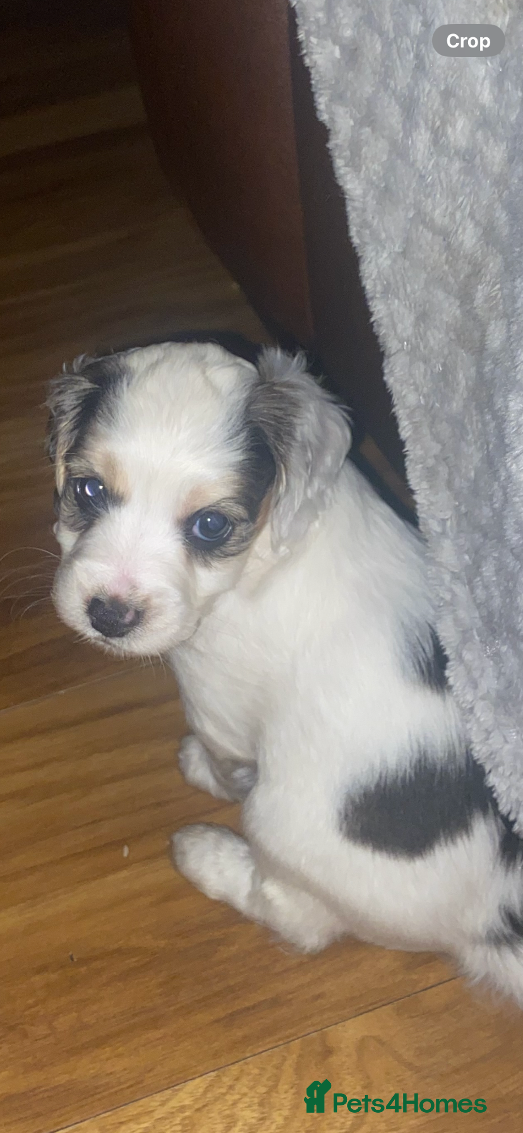 Cockapoo dogs for sale: F2 Cockapoo pups  - Image 26