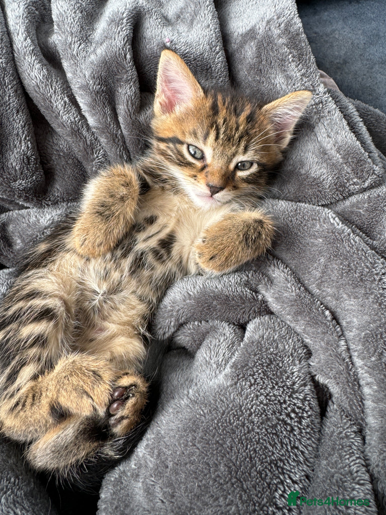 Bengal cats Bengal x Maine Coon Kittens - Advert 1