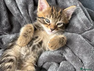 Bengal cats Bengal x Maine Coon Kittens - Advert 3