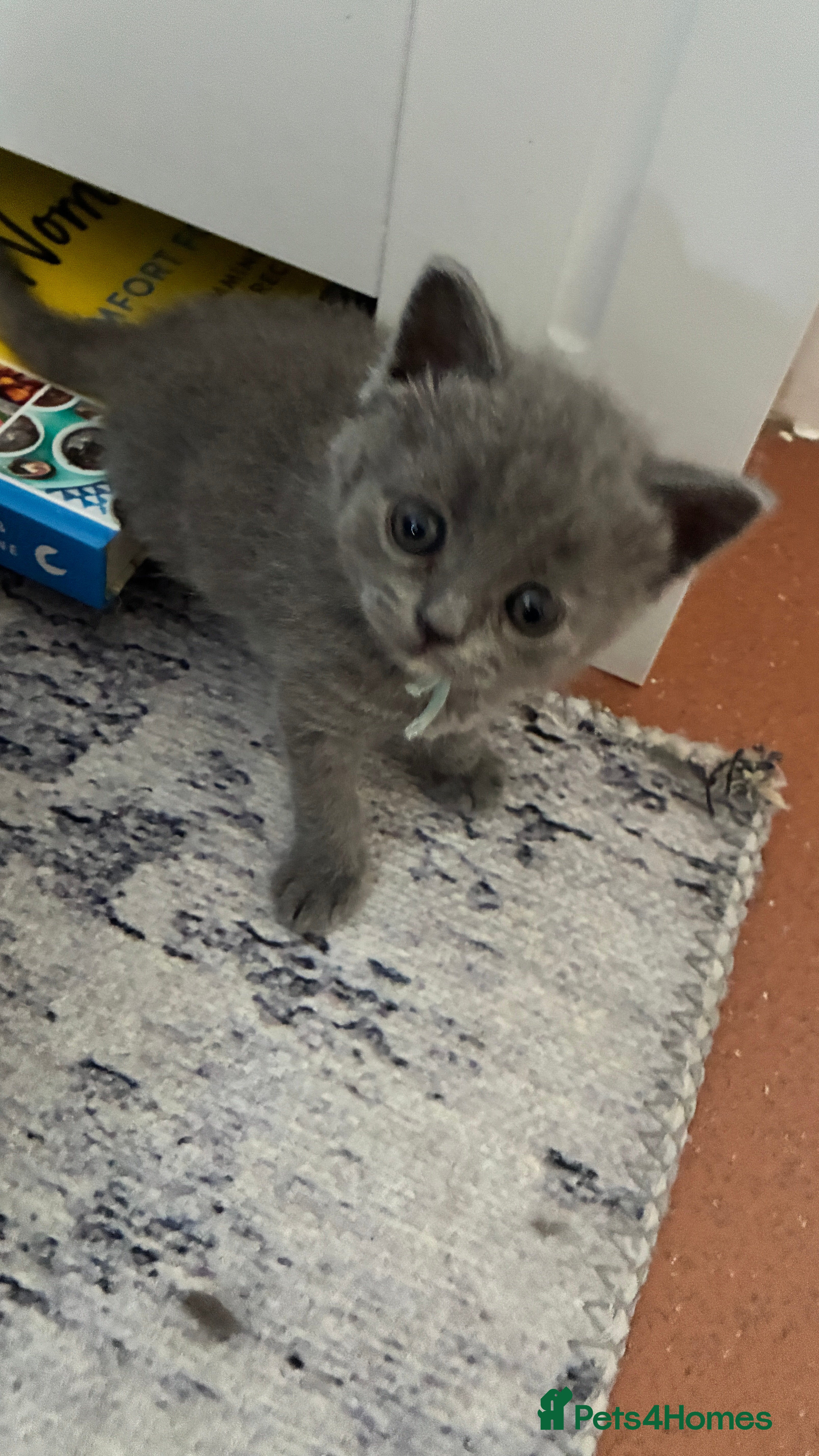 Scottish Fold cats Beautiful confident Scottish Fold/straight Kittens - Advert 2