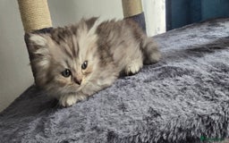 Persian cats for sale: Persian Kittens for Sale – Fluffy Bundles of Joy - Image 7