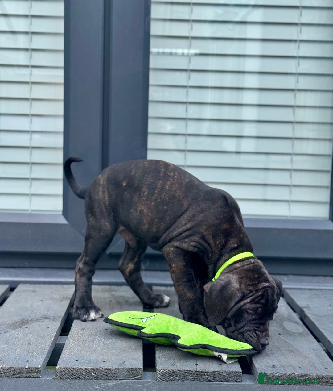 Mixed Breed dogs for sale: Last Four Mastiff pups available  - Image 8