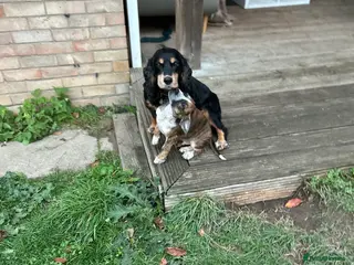 Mixed Breed dogs Crossbreed - Advert 12