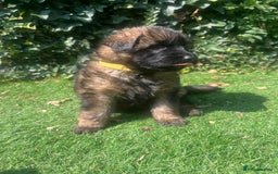 German Shepherd dogs for sale: German shepherd  - Image 9