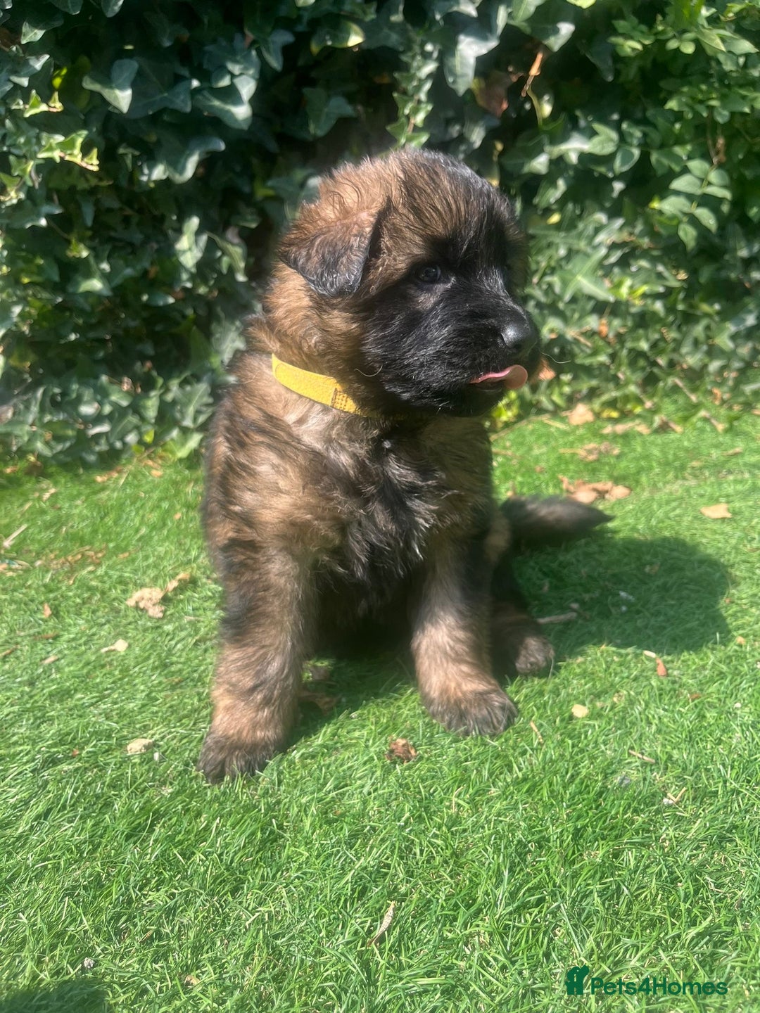 German Shepherd dogs for sale: German shepherd  - Image 9