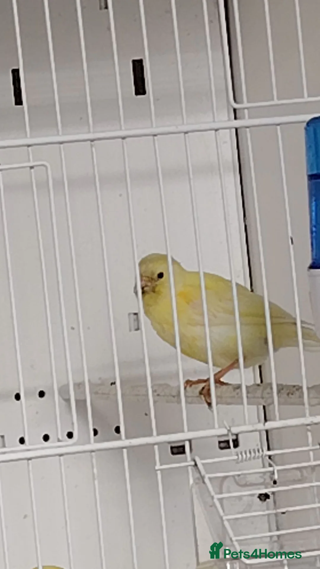 Canaries birds for sale: Harz rollers canaries,  in Boston - Advert 1