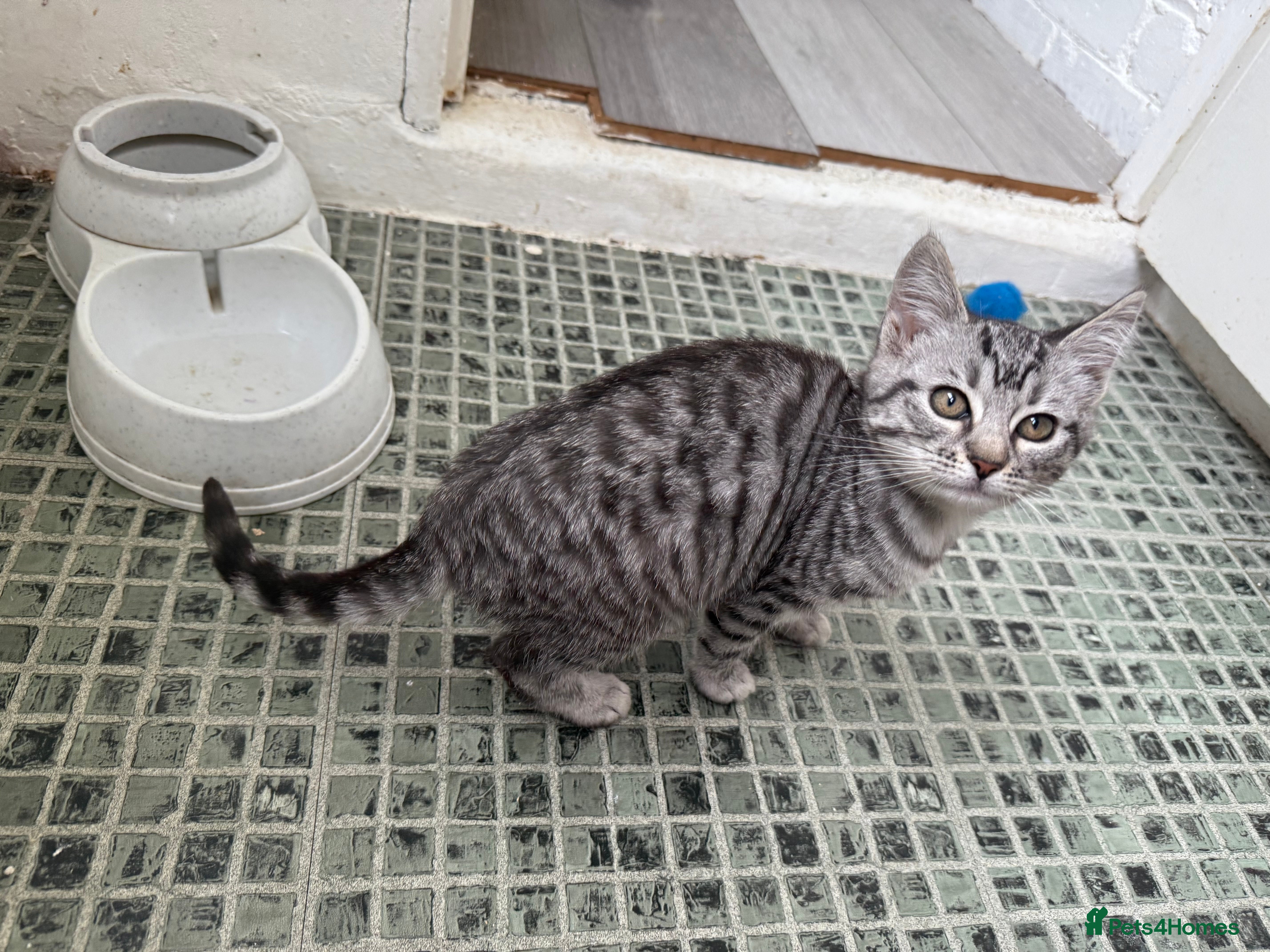 Mixed Breed cats for sale: 🐾 Last kitten Left Bengal × British Longhair 🐾 - Advert 2
