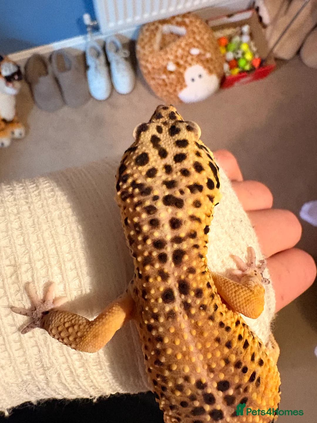 Leopard Gecko reptiles for sale: Male leopard gecko  - Advert 4