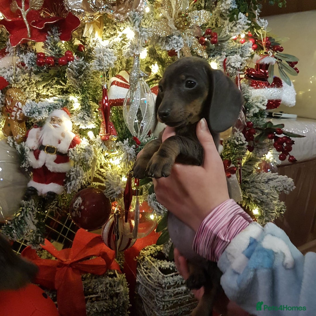 Dachshund dogs for sale: Miniature dashound - Advert 7