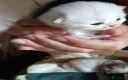 Persian cats for sale: Quality pure bred white tipped kittens - Image 16