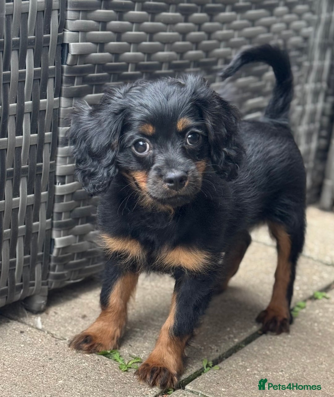 Cavapoo dogs for sale: Cavapoo rare black &tan health tested  - Image 13