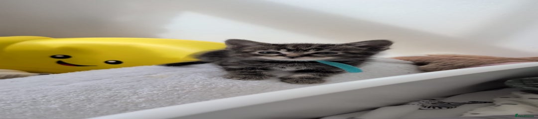 British Shorthair Kitten 1