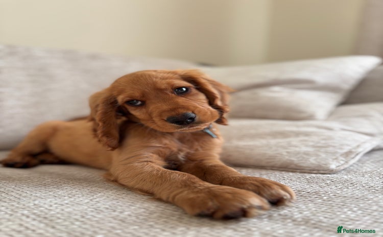 Cocker Spaniel dogs - Advert 1