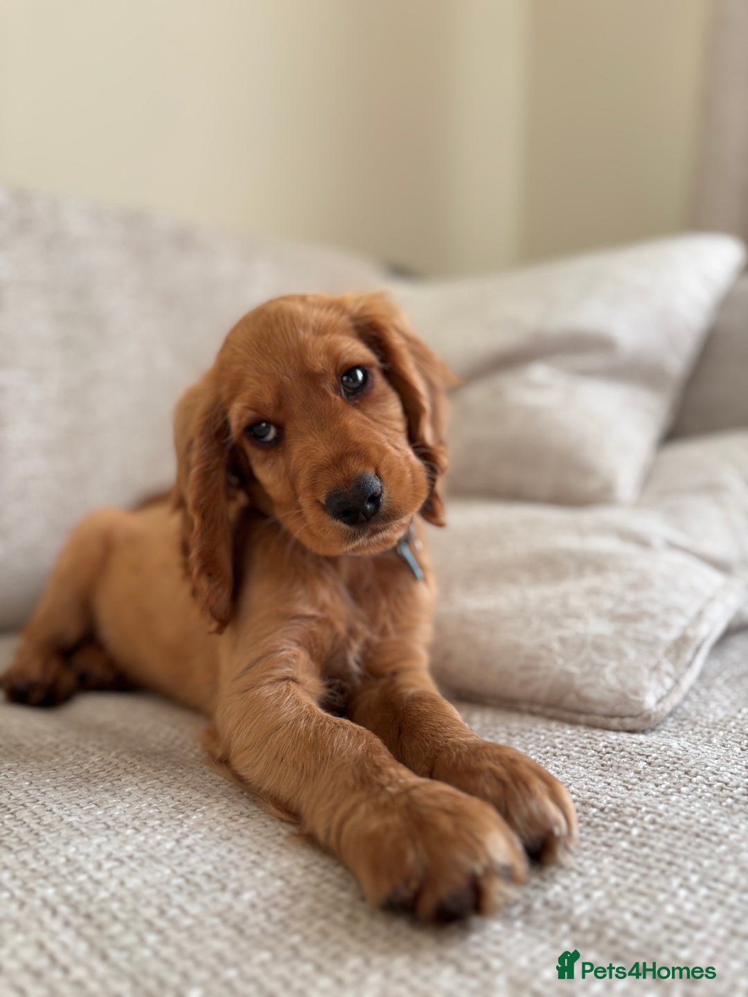 Cocker Spaniel dogs for sale: 14 Week Old Cocker Spaniel Puppy - Image 1