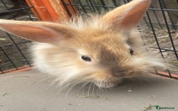 Lionhead rabbits for sale: Two male lionhead rabbits £50 each - Image 3