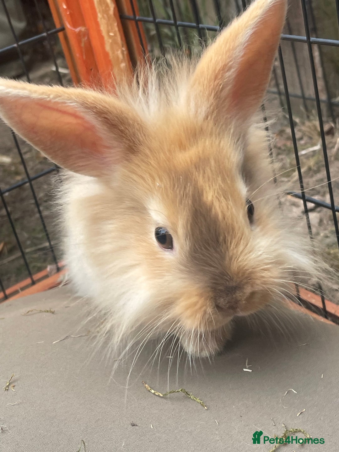 Lionhead rabbits for sale: Two male lionhead rabbits £50 each - Image 3