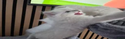 Ragdoll cats for sale: 🩷TICA registered Ragdolls🩷 - Advert 16