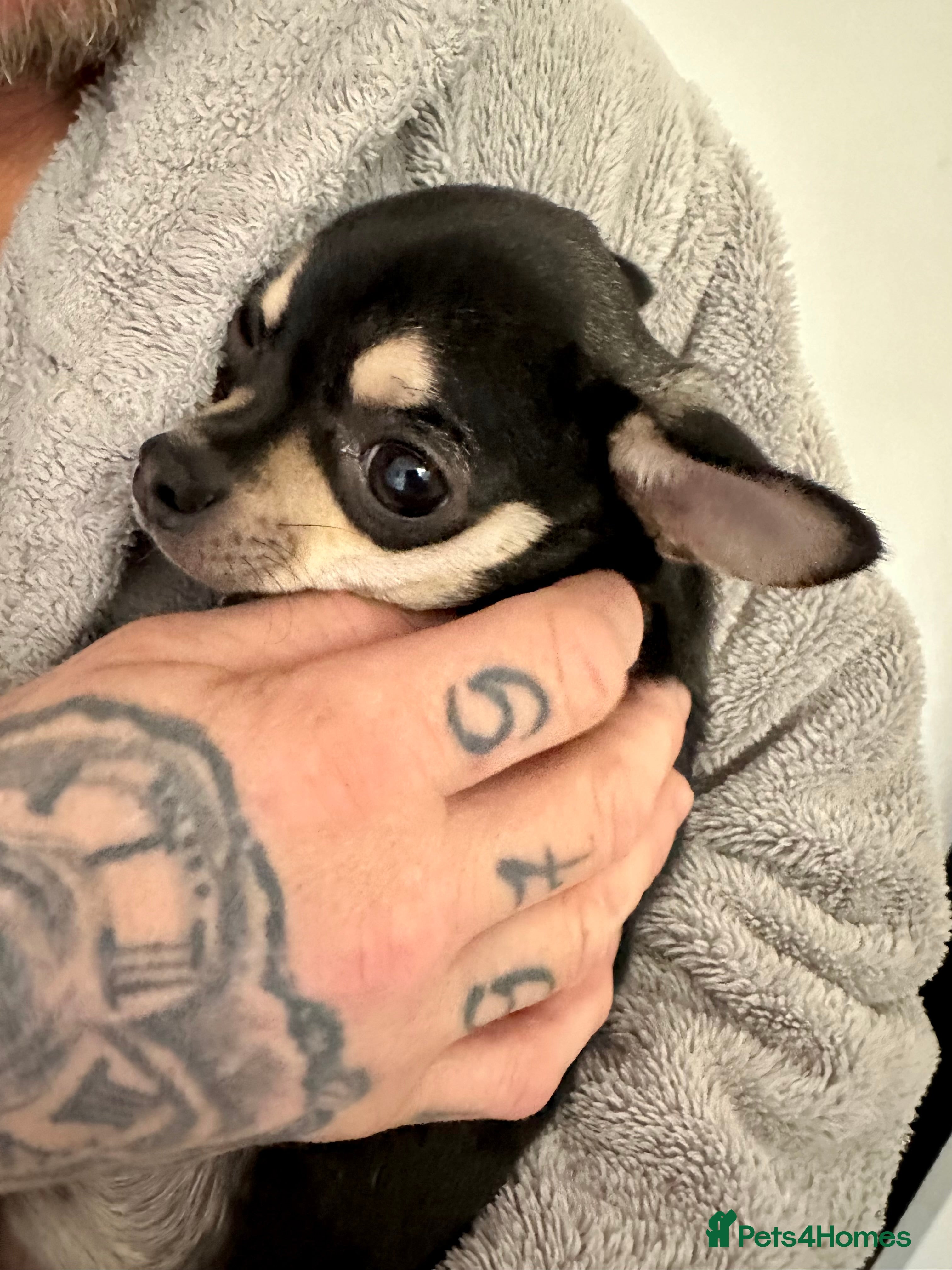 Chihuahua dogs KC Chihuahuas 🇬🇧 bloodline 5 🌟 - Advert 1