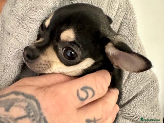 Chihuahua dogs KC Chihuahuas 🇬🇧 bloodline 5 🌟 - Advert 10