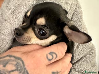 Chihuahua dogs KC Chihuahuas 🇬🇧 bloodline 5 🌟 - Advert 1