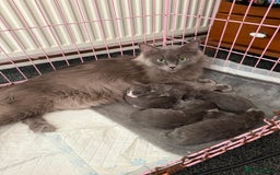 Maine Coon cats for sale: 6 beautiful maine coon kittens - Image 5