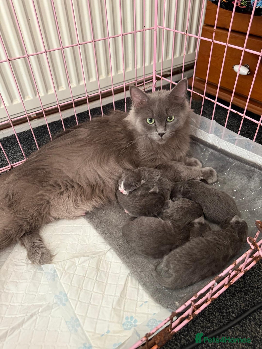 Maine Coon cats for sale: 6 beautiful maine coon kittens - Image 5
