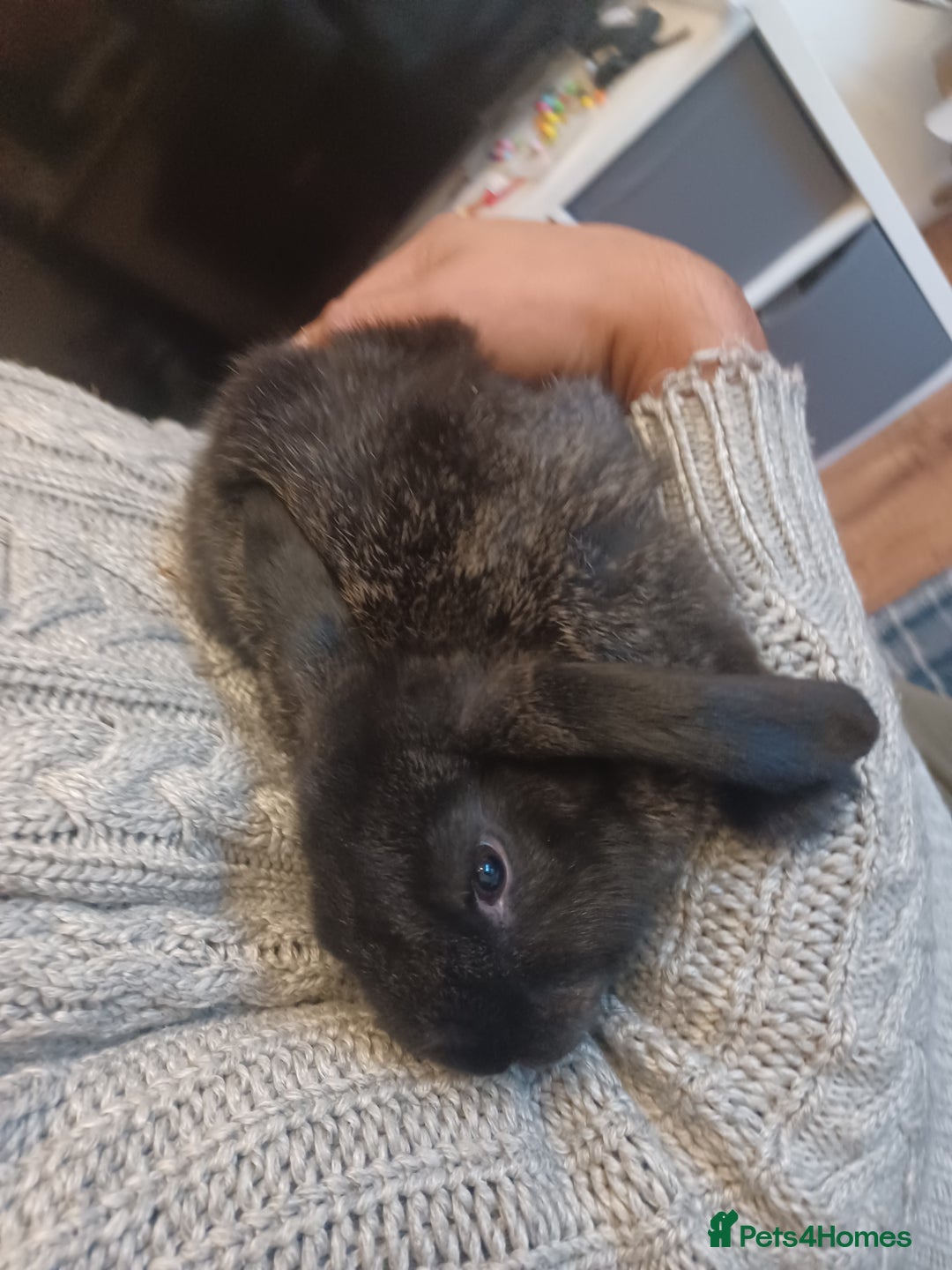 Mini Lion Lop rabbits for sale: Mini lop X mini lion head  - Image 2