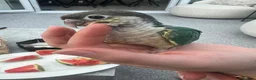 Conures birds for sale: Ready Now: Hand-Reared Baby Conures - Advert 22