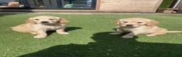 Golden Retriever dogs for sale: 1 Beautiful Golden Retriever Girl Left 😍🩷 - Advert 6