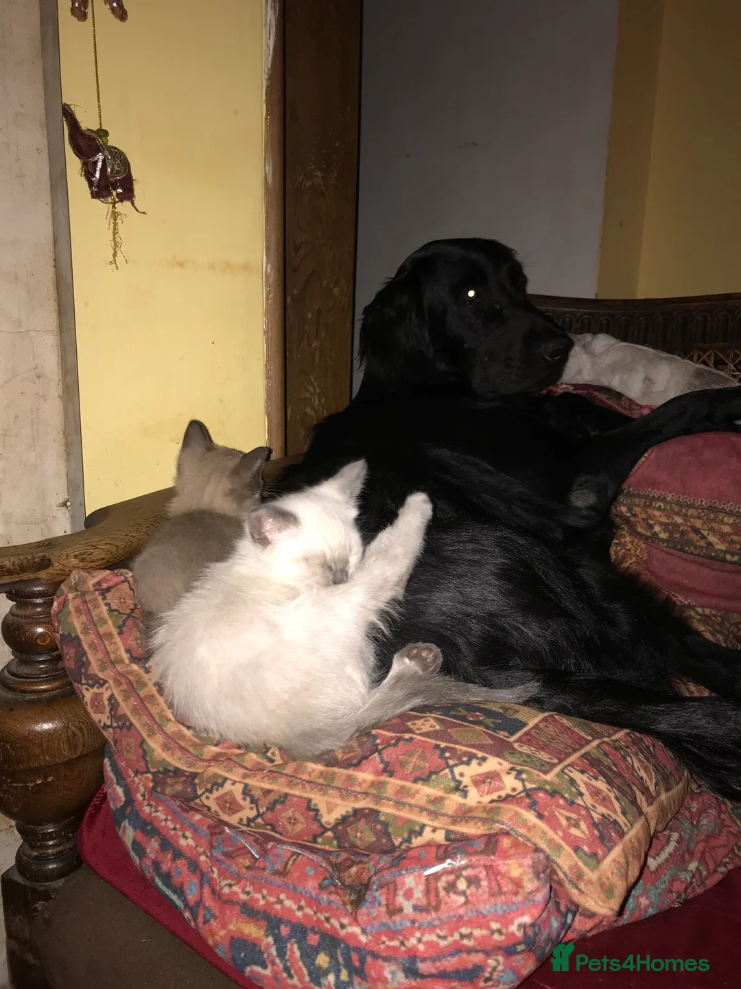 Tonkinese cats for sale: Exquisite Tonkdolls - Advert 17