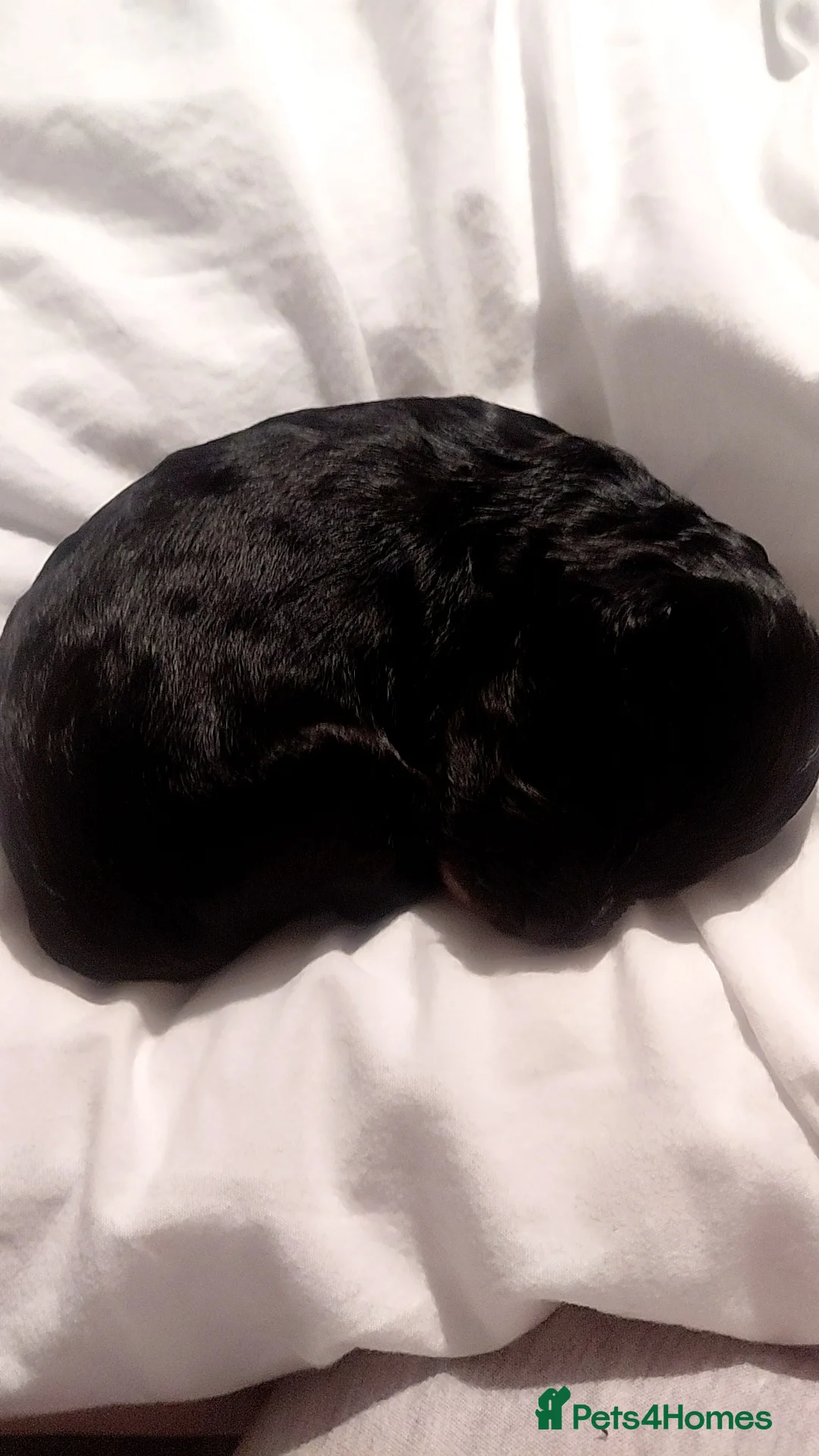 Cockapoo dogs for sale: Beautiful cockapoo puppies - Advert 17