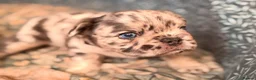 French Bulldog dogs for sale: Super fluffy frenchies in Wolverhampton - Advert 5