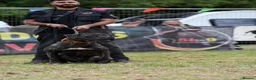 Presa Canario dogs for sale: Presa Canario puppies .  - Advert 5