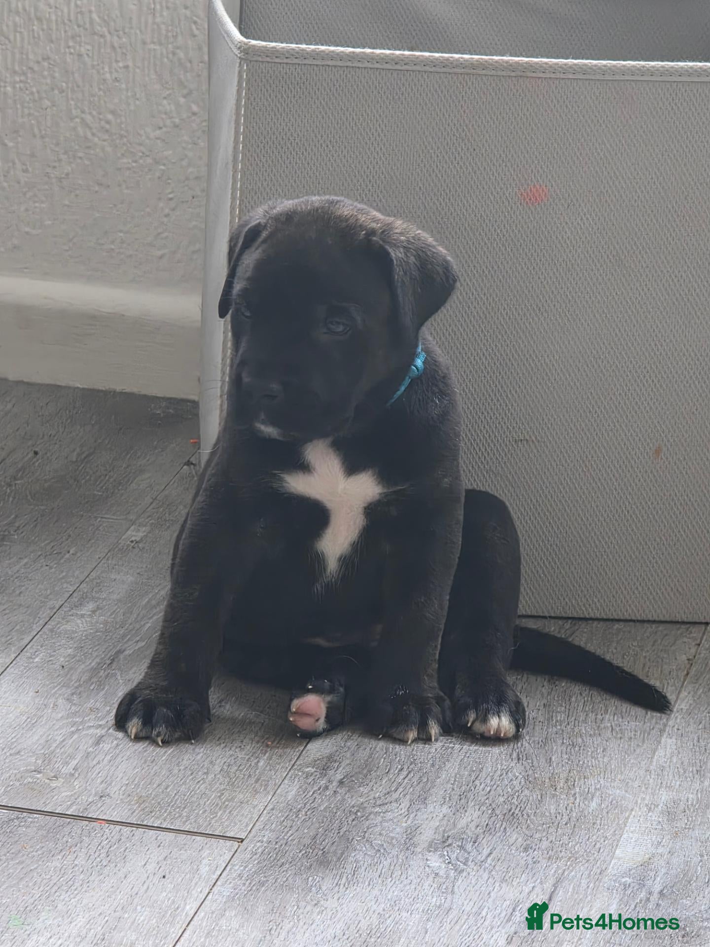 Mixed Breed dogs 8 cane corso x Germanshepard pups for sale - Advert 2