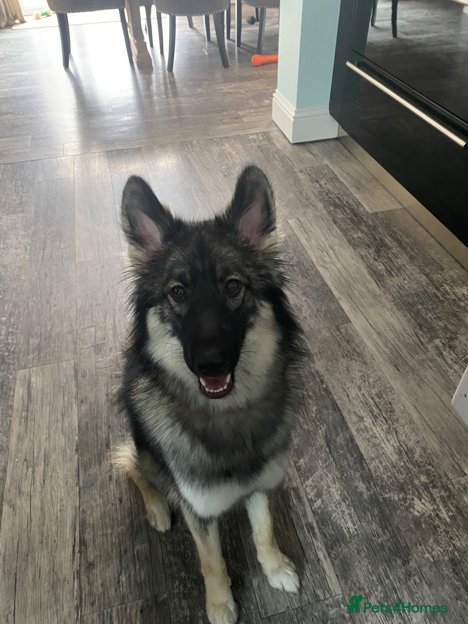 Shepsky dogs One year old beautiful Shepsky - Advert 1