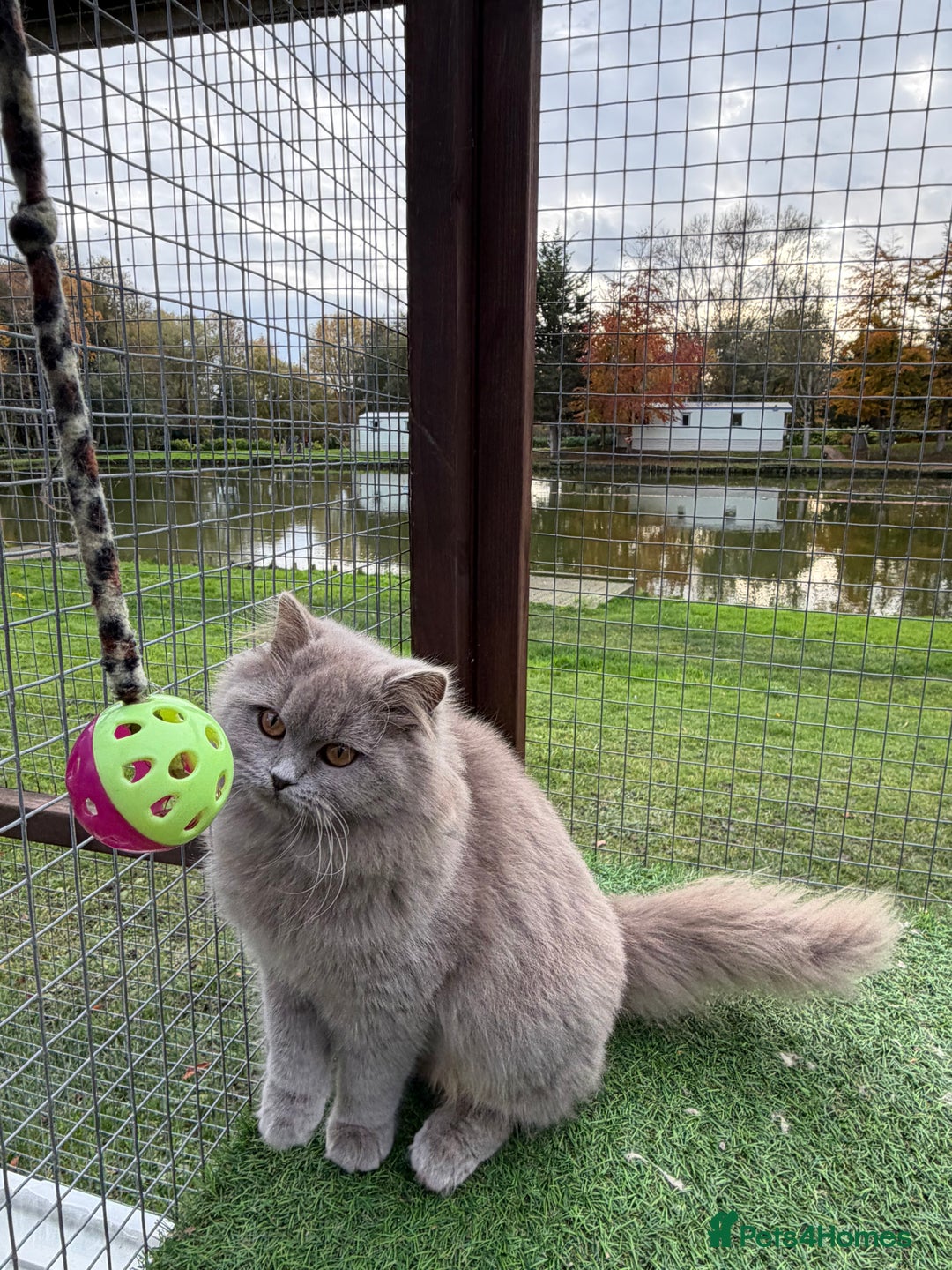 British Shorthair cats for sale: British Shorthair  - Advert 7