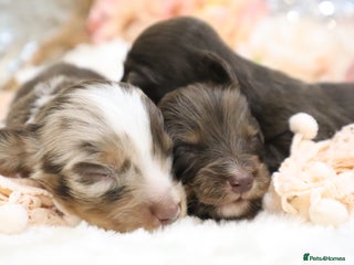 Miniature Dachshund dogs - Advert 12