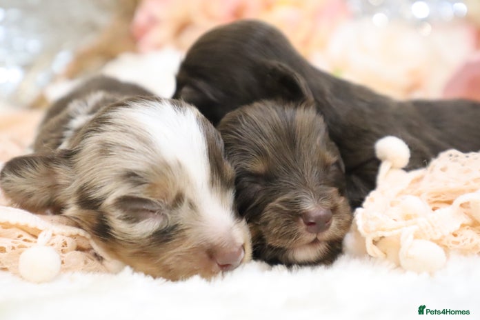 Miniature Dachshund dogs - Advert 2