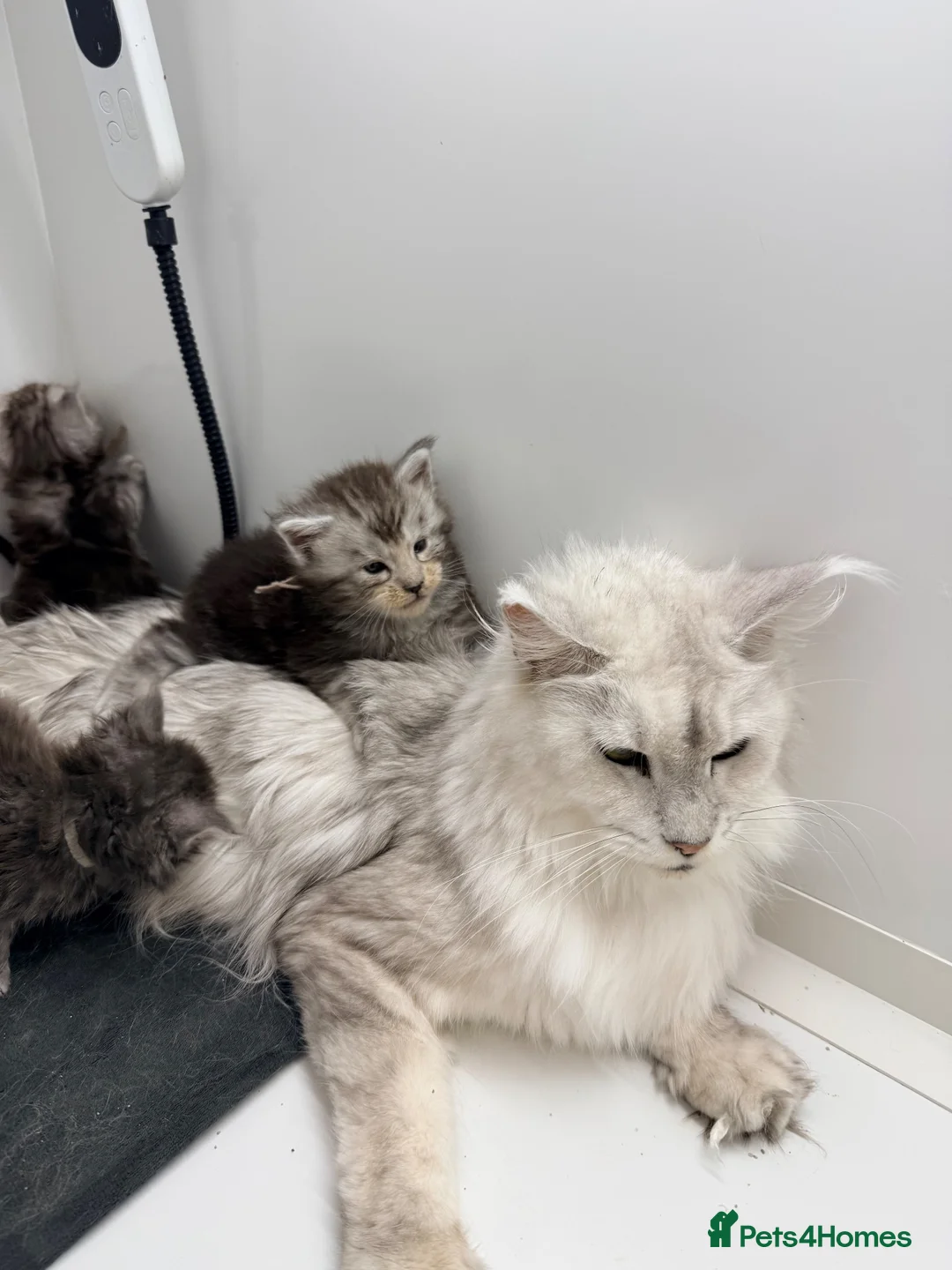 Maine Coon cats for sale: Ready Now - 5 Top Pedigree MCO Kittens in Coventry - Advert 8