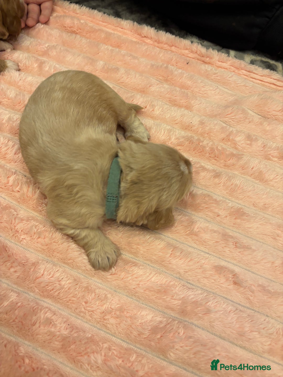 Cocker Spaniel dogs for sale: 6 beautiful cocker spaniels ALL DEPOSIT PAiD - Advert 17