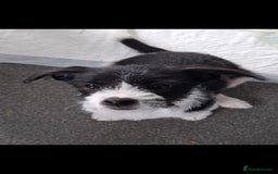 Mixed Breed dogs for sale: Male Lhasa Jack 11 weeks old - Image 3