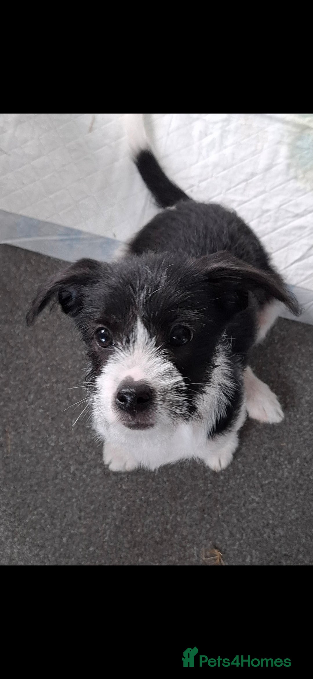 Mixed Breed dogs for sale: Male Lhasa Jack 11 weeks old - Image 3