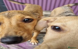 Mixed Breed dogs for adoption: Poppy - In Ayr looking for a home - Image 4