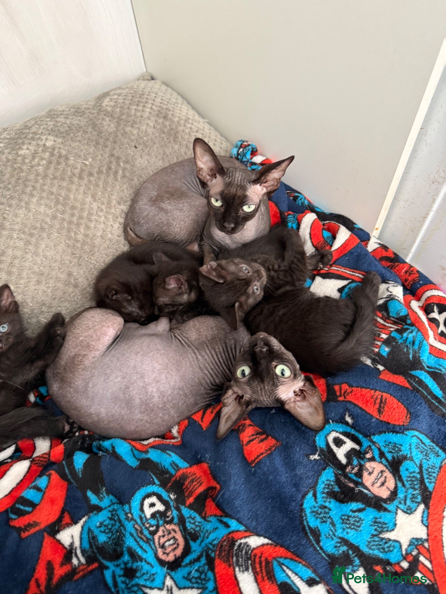 Mixed Breed cats Kittens for sale - Advert 1