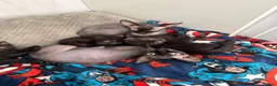 Mixed Breed cats for sale: Kittens for sale in Portland - Advert 1