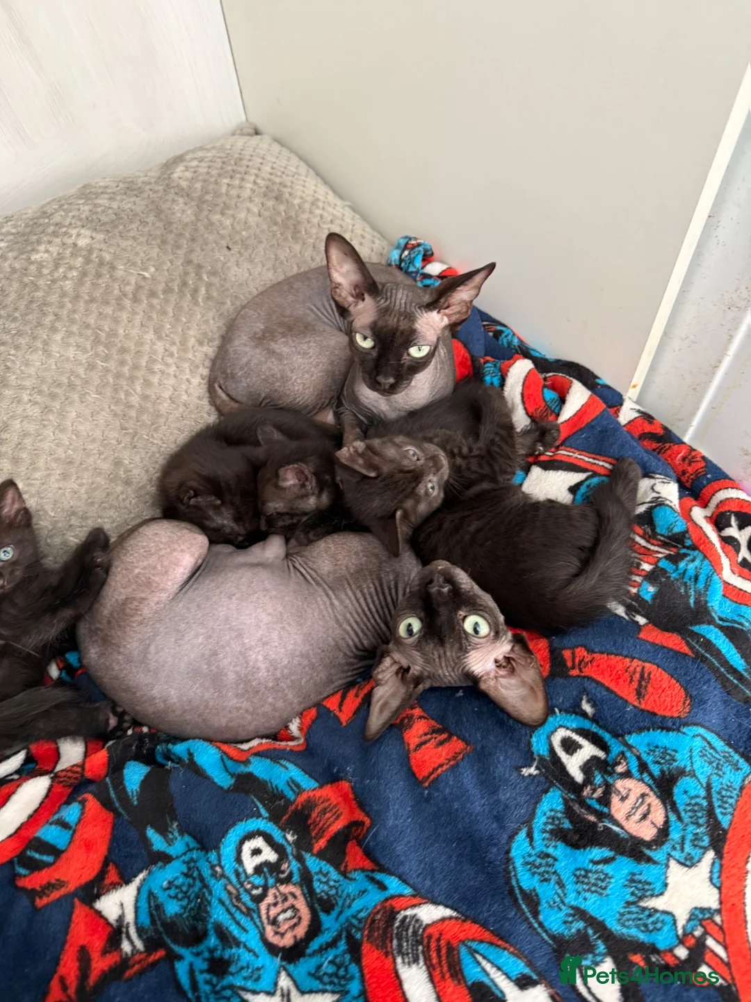 Mixed Breed cats for sale: Kittens for sale in Portland - Advert 1