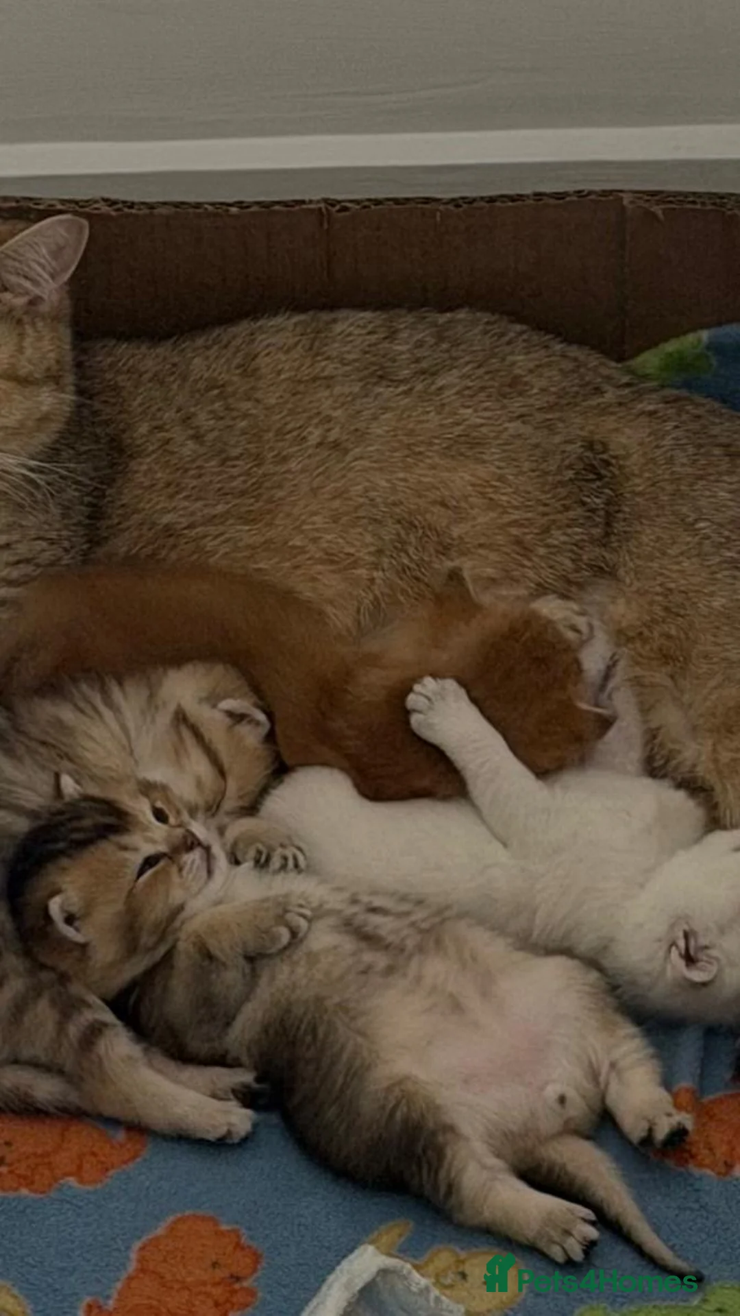 British Shorthair cats for sale: Beautiful British Shorthair Golden Shaded kittens in Derby - Advert 2