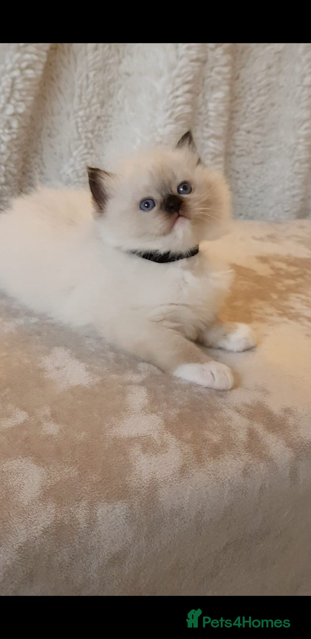 Ragdoll cats for sale: Exceptional Bloodlines Ragdoll kittens  - Advert 6